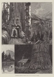 Californiske skitser, mammuttræer, klippe- og bjerglandskab